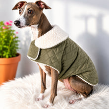 Load image into Gallery viewer, Italian Greyhound wearing olive green quilted velvet dog coat with warm white sherpa lining