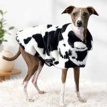 Load image into Gallery viewer, Italian Greyhound Dog in the Posh Dog Coat from STYLECOM.NZ. Black + White Cow Print in faux mink outer / white sherpa inner for luxurious, cosy warmth. 