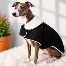 Load image into Gallery viewer, Italian Greyhound wearing black quilted velvet dog coat with warm white sherpa lining